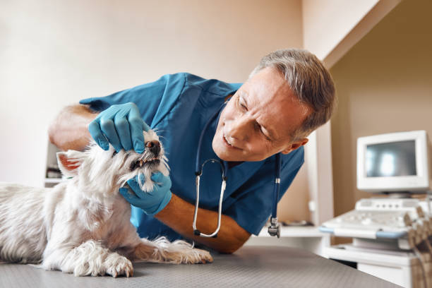 Best Root Canal Emergency Dentist  in Springfield, KY